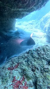 The wonders of Lebanon's sea ❤️🐟 Join us on Aug 10 2025 as we once again clean the beaches & diving sites of Lebanon ❤️🇱🇧 | Virgin Radio Lebanon
