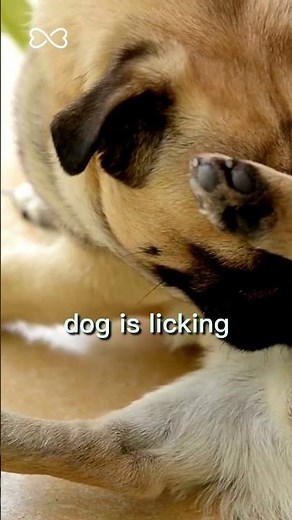 Here's What it Means if Your Dog Licks Constantly