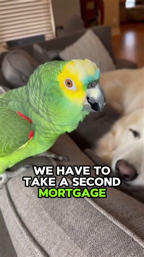 Parrot Guards House from Amazon Delivery 📦😂 #parrot #funny #shorts