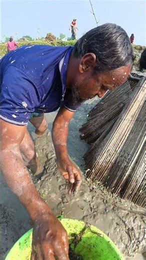 Incredible Traditional Hand Fishing | Catching Fish in the Mud! #fishing #handfish #villagelife