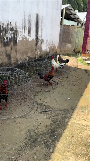 #xuhuong #xuhuongtiktok #xuhuong2025 #xuhuongtiktok2025