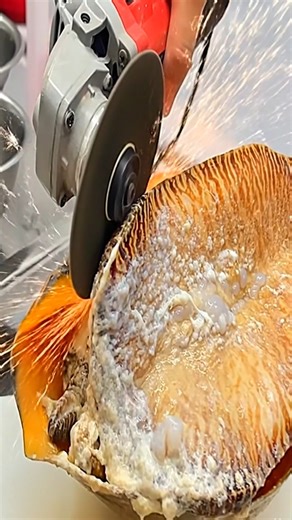 9.8K views · 26 reactions | How to Cut a Giant Sea Snail Shell Cleanly with Grinder | SeaSlicevide | Facebook