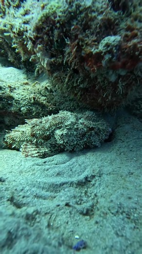 25K views · 1.1K reactions | Goliath grouper, scorpion fish and so much more! Share this with somebody who needs the Underwater experience! #lionfish #floridaman #florida #animalsofflorida #showusyourzk #lionfishextermina | Lionfishextermination | Facebook