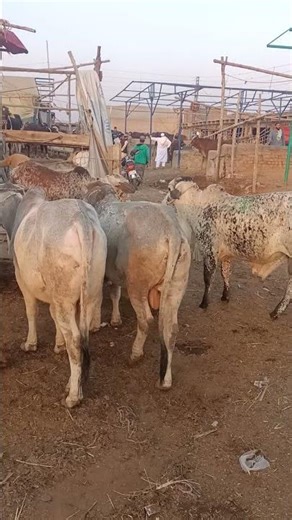 Animals Market Ring Road Slaughterhouse Peshawar