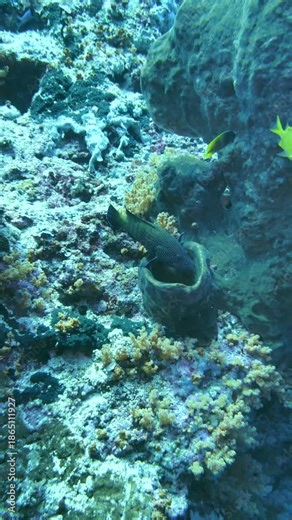 A peacock grouper is seen repeatedly circling a sponge structure in Pohon Miring, Maluku, Indonesia.