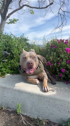 Why is Rico so cute? 🐾 #pittie #pitbull #pitbullshorts #pittienation #bully #dogs #ytshorts