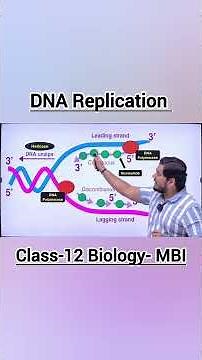 DNA Replication Process | 3 Steps | NEET & Class 12 Biology