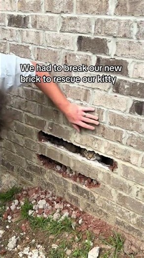 Cat Rescue of the Year , Meows in the Wall: 😭💀