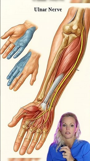 STRONGEST WRIST FLEXOR: FLEXOR CARPI ULNARIS