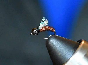 Drew from @looknfishy offers up another great speed-tying video, this time for Rowan Nyman's time-tested nymph pattern. Shop Vac Hook: Emerger hook, sizes 16-20. Bead: Tungsten, 3/32-inch. Thread: Black, 8/0 or 70-denier. Rib: Red Ultra Wire, small. Body: Pheasant-tail fibers. Wingbud: Pearl Midge Flash. | Orvis Fly Fishing