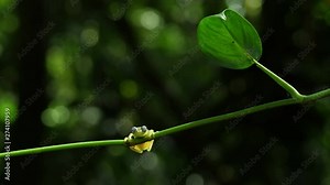 Glass frog in its natural habitat in the Caribbean forest. Wildlife endangered species. Awesome colorful frogs collection. The glass frogs are frogs of the amphibian family Centrolenidae.