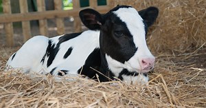 Feed additives firm Anpario stands to benefit from curbs on antibiotics in farm animals