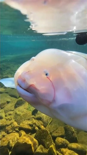 Transparent Blobfish POV – The Strangest Creature Underwater #global