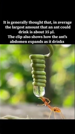 The clip shows how the ant's abdomen expands as it drinks