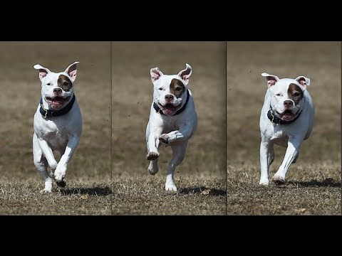 Nikon D4s 33 Frames in 3 Seconds: Testing Group Area AF