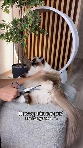 Save this before your next sanitary trim. 🤍