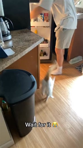 25K views · 681 reactions | Longest MEOW ever.  #funnycat #PurrShirts | PurrShirts | Facebook