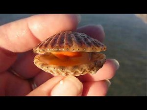 Concepts and Problems in the Visual Arts, Lecture C1: Vision and visuality