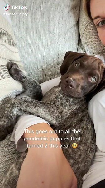 Rusty Stone the GSP on TikTok