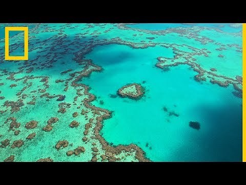 Descubre el esplendor de la Gran Barrera de Coral australiana | National Geographic en Español