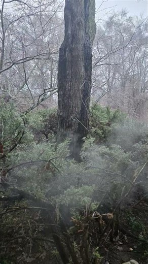 Got some good inspiration for my next drawing! My forest elves need a home #artinspo #fantasyart