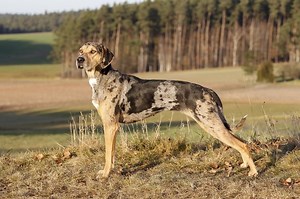 What Is A Catahoula Dog? - Cuteness