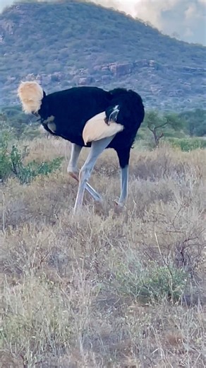 Somali Ostrich Behavior and Blue Color Explained
