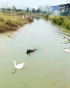 33K views · 528 reactions | Incredible footage of a dog chasing a swan | DIY Panda | Facebook