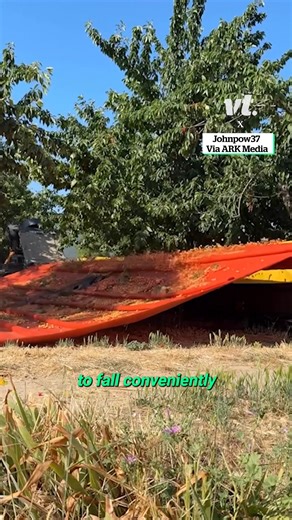 Cherry harvesting with a tree shaker is fast and efficient. First, a machine gently clamps onto the trunk of the cherry tree. It then vibrates, or “shakes,” the tree for a few seconds. This motion causes ripe cherries to fall off naturally, just like when they drop in the wind. Catching frames or soft fabric laid beneath the tree collect the cherries as they fall, preventing damage. The cherries are quickly gathered, sorted, and transported for processing or fresh markets. This method helps farm