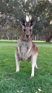 10K views · 279 reactions | Curious roo! 輦  via @bearybythebeach | Australian Made Campaign | Facebook