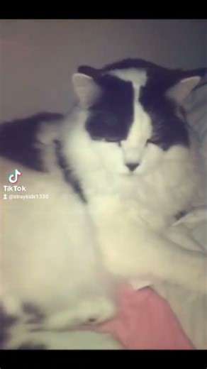 PALOMA BLANCA TREND AVEC MON CHAT