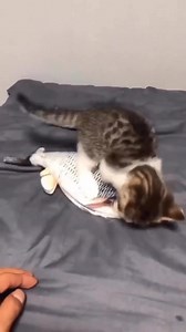 Moving Fish Toy ..... 🤗 #catplaytime #petshopping | Pet city chittagong