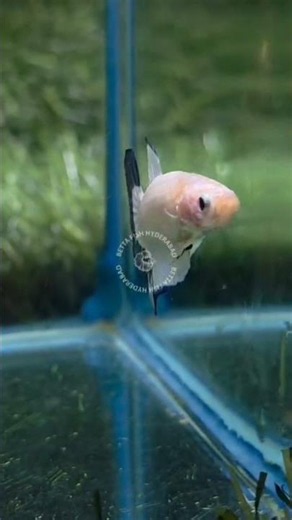 Super Quality Blue Rim hmpk Betta 💟💟 #bettafish #betta #aquarium #fish #bettas