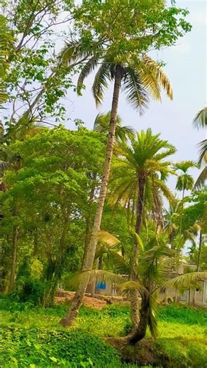 kamon lagcha comant kora bolo