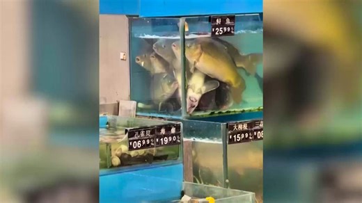 Ce poisson était si particulier que personne n’a voulu le manger