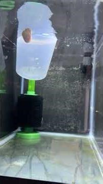 Celestial Pearl Danio Breeding Tank RESET! 🤩 #cpd #fishbreeding #fry #danio #dakuaquatics