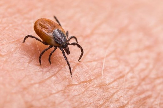 Bitten by a tick? Here's the trick to handling it in a safe manner - The Weather Network