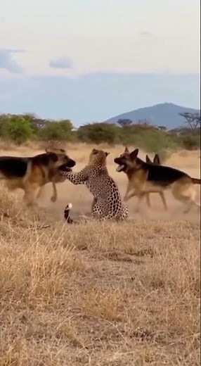 Brave German Shepherds vs Leopard | Real Jungle Encounter