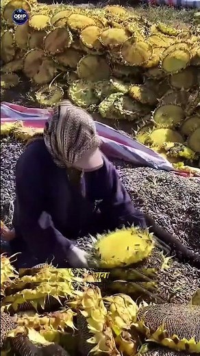 Inside Sunflower Seed Production – From Flower to Global Market