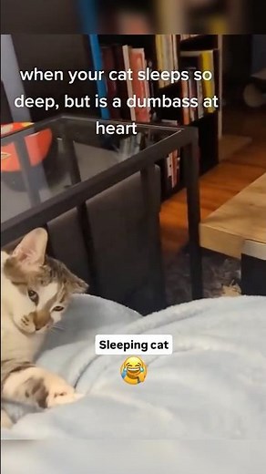 Funny Sleeping Cats Compilation 😸😂 | Cute Cat Moments While Sleeping