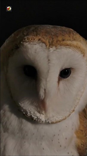 Barn Owl Sounds (Gentle Calls While Ruffling Feathers)