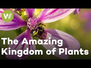 The Hidden Intelligence of Plants | The Amazing Plants Kingdom | Full Documentary