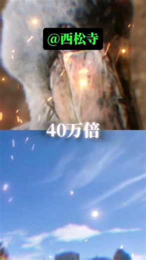 【祝2000回再生】ハシビロコウの大きさを何倍したら釧路市の面積になるのか？#地理系を終わらせない #short #地理系を救おう