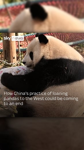 19K views · 38 reactions | China has a long history of gifting its iconic bears abroad - but in a sign of just how strained relations with the West have become, by the end of 2024 there will likely be no pandas at all in either the US, the UK or Australia for the first time in 5 decades  Tap the link in bio for the full story #China #Pandas #Animals | Sky News | Facebook