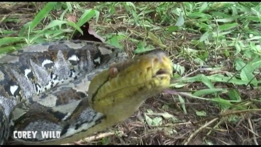 Relocating giant python that has been raiding village chicken coops