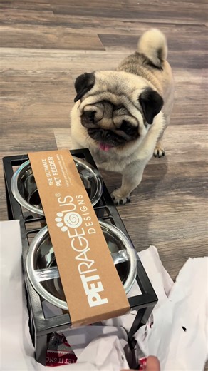 Exciting Gift Unboxing Experience with My Pug