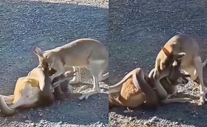 కొండచిలువతో పోట్లాడుతున్న కంగారు: వీడియో వైరల్‌