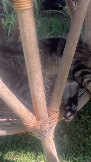 Big boy🇦🇺💦 #music #dj #electronicmusic #housemusic #edm #cat #edms #cute #kitten #funny