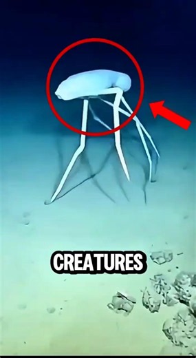 Top 5 Deep Sea Creatures Scientists Still Can’t Explain #marinelife #top5