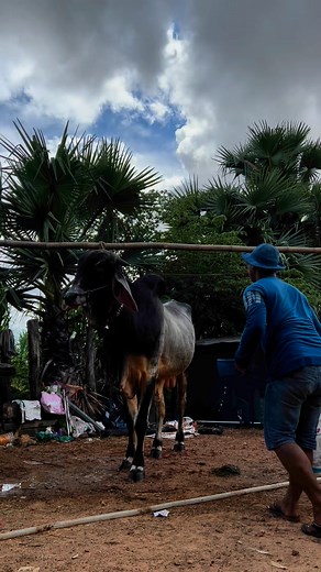 7.8K views · 69 reactions | Free time clean the cow  | Cow Page | Facebook